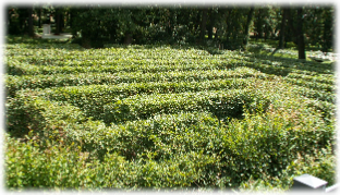 Foto: Irrgarten von Alt-Jesnitz 